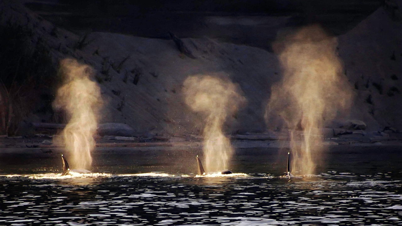 Dammed to Extinction backdrop