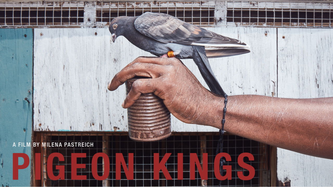 Pigeon Kings backdrop