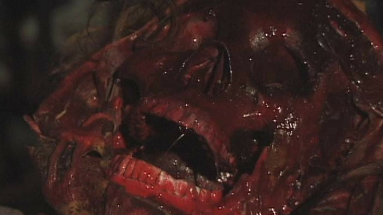 Bone Sickness backdrop