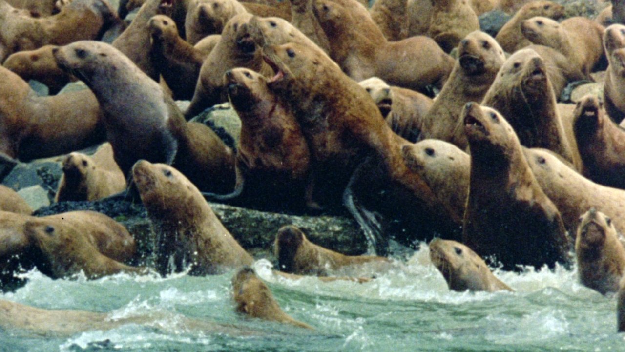 Anima Mundi backdrop