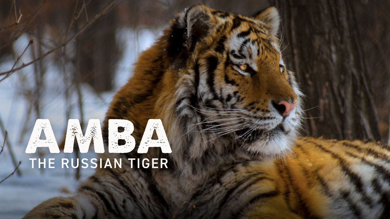 Amba: The Russian Tiger backdrop