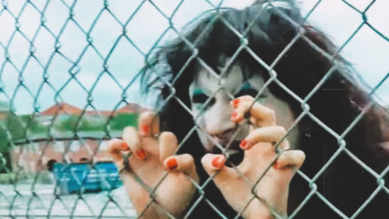 Harbour Skank backdrop