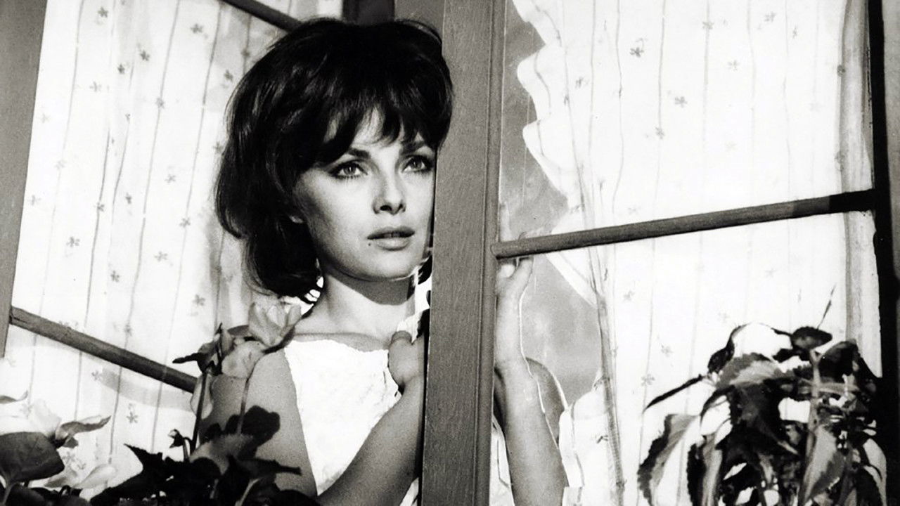 The Birds, the Bees and the Italians backdrop