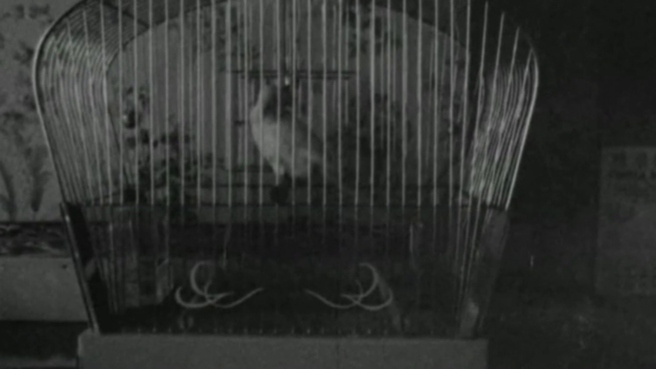 S.O.S. Fonske backdrop