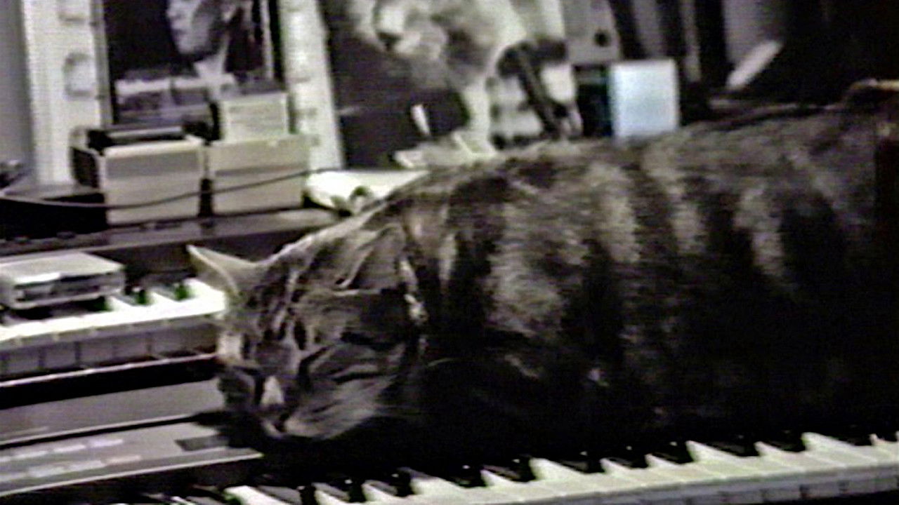 Cat Listening to Music backdrop