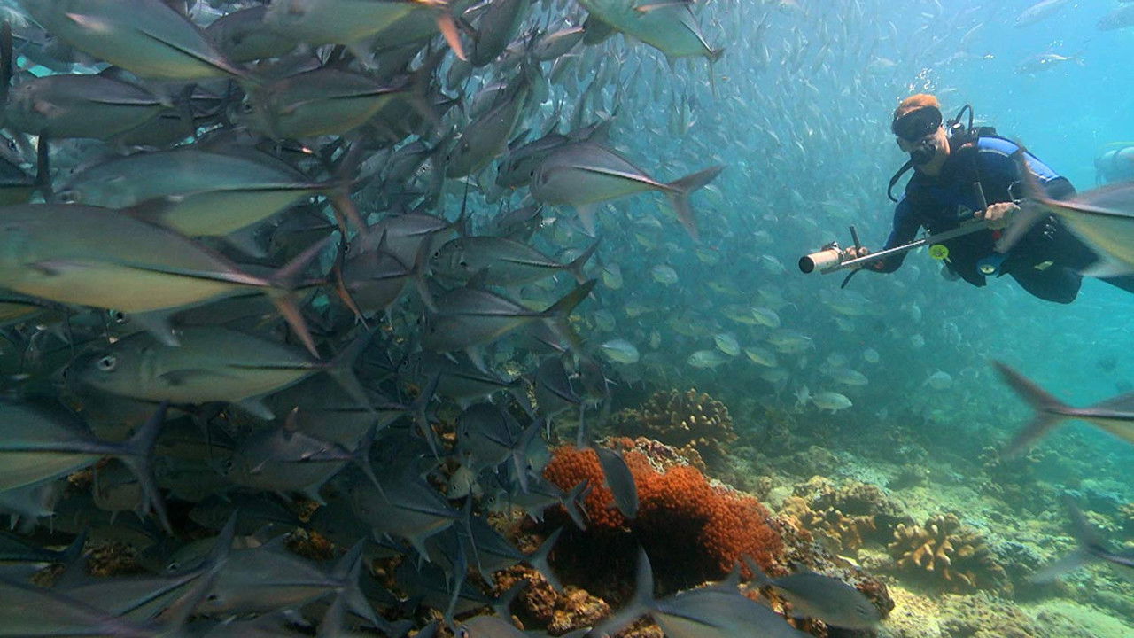 Coral Triangle backdrop