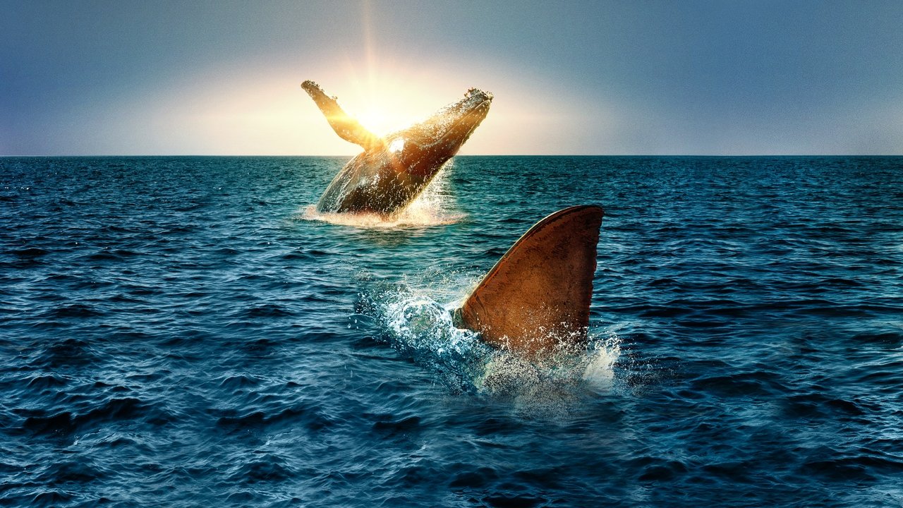 Shark Vs. Whale backdrop