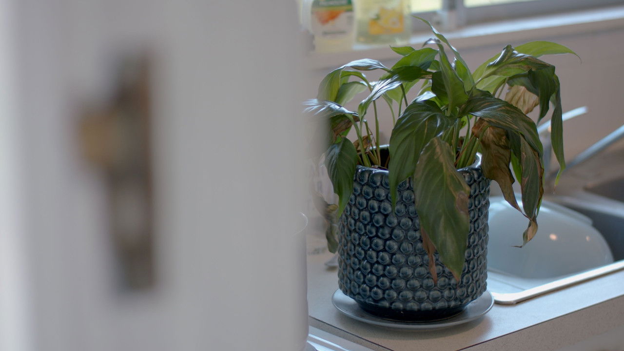 The Pot Plant backdrop