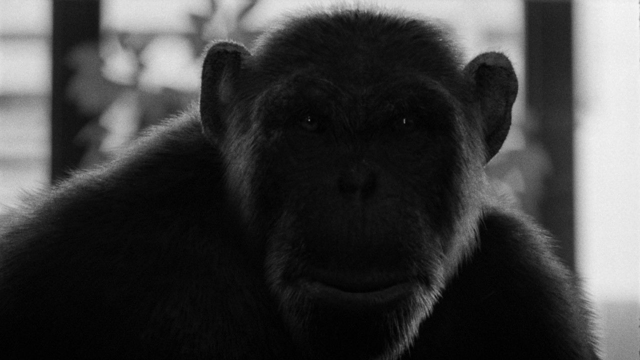 A Dying Tree backdrop