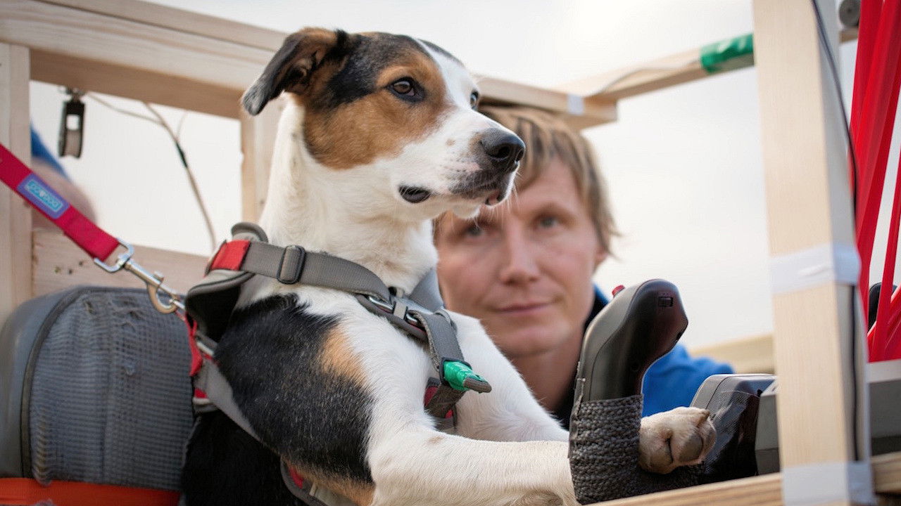 Dogs Might Fly backdrop