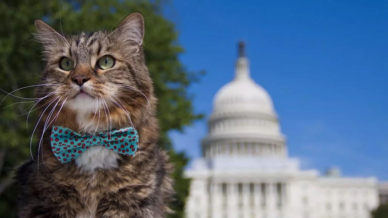 Wild About Hank backdrop