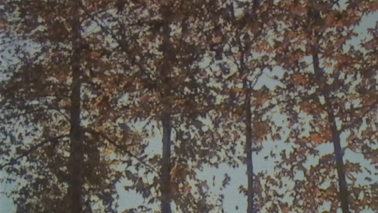 Self Decapitation backdrop