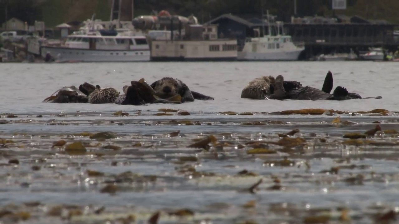 No Otter Zone backdrop