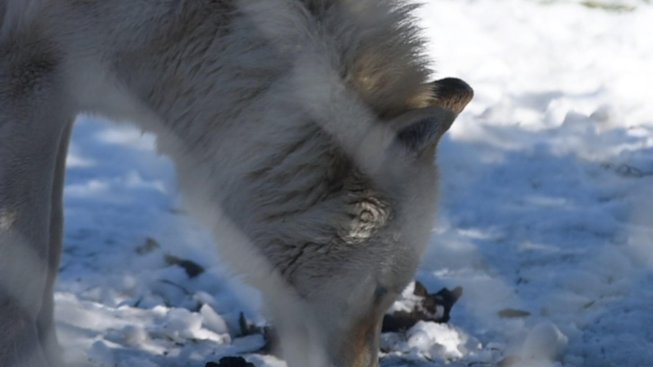 The First Canines backdrop