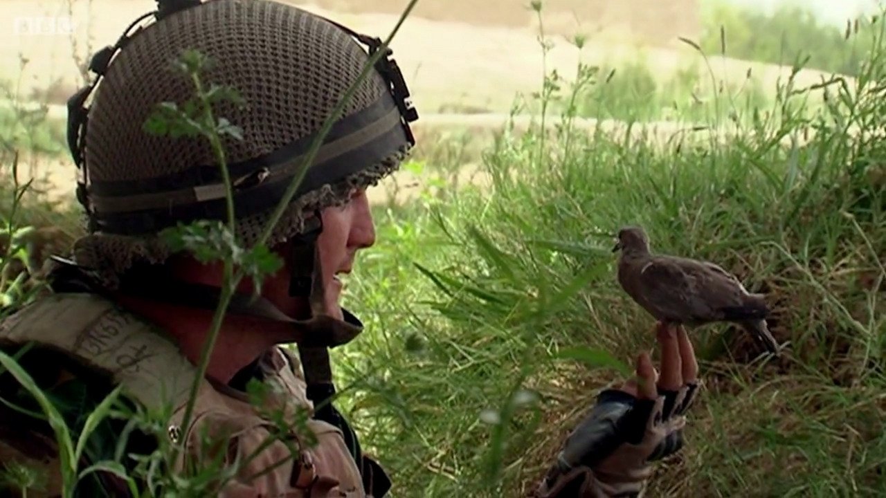 Bitter Lake backdrop