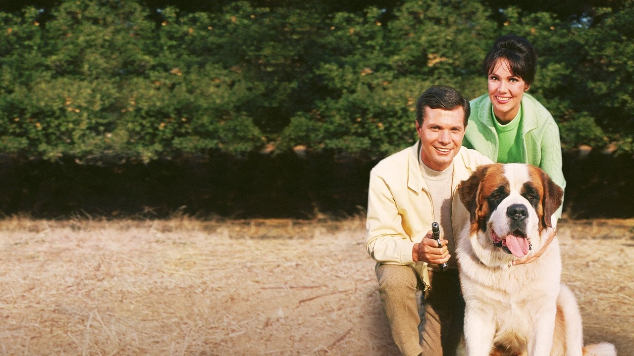 My Dog, the Thief backdrop