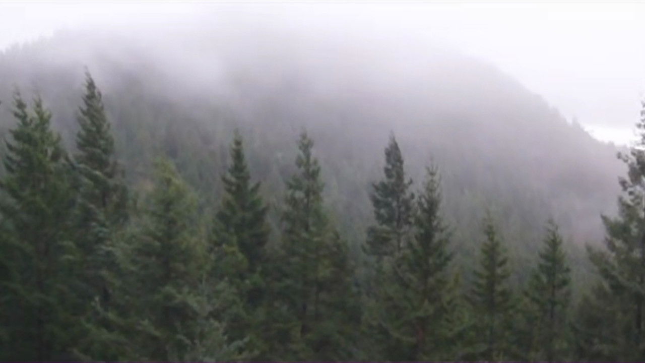 Fog Movies Live backdrop