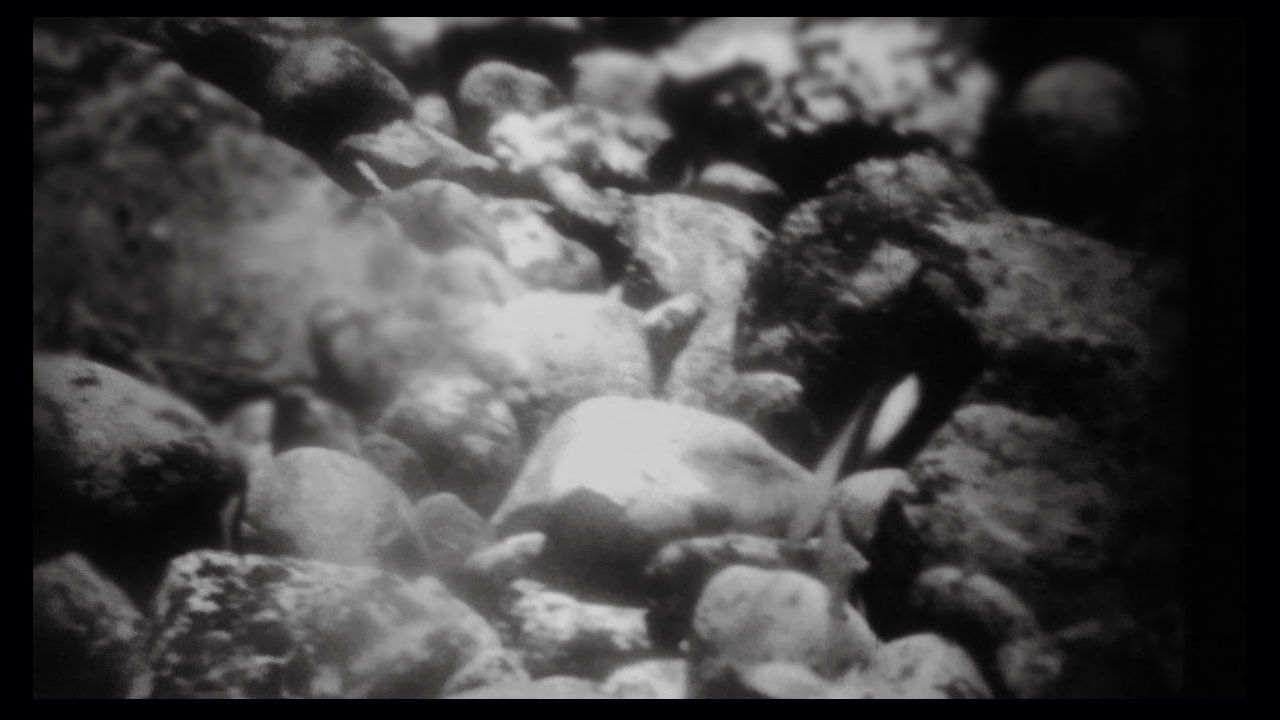 Mud and Dawn backdrop