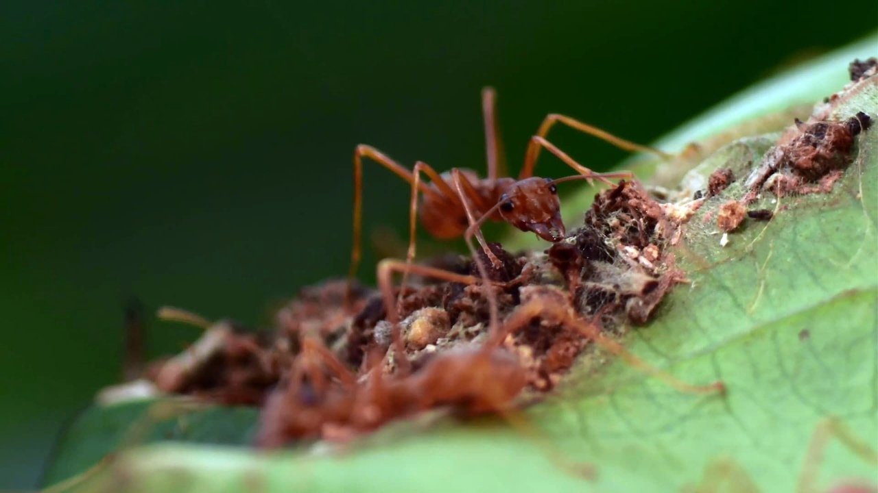 The Besieged Fortress backdrop