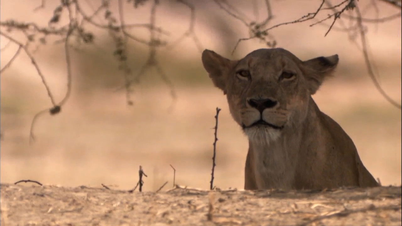 Lion Battle Zone backdrop