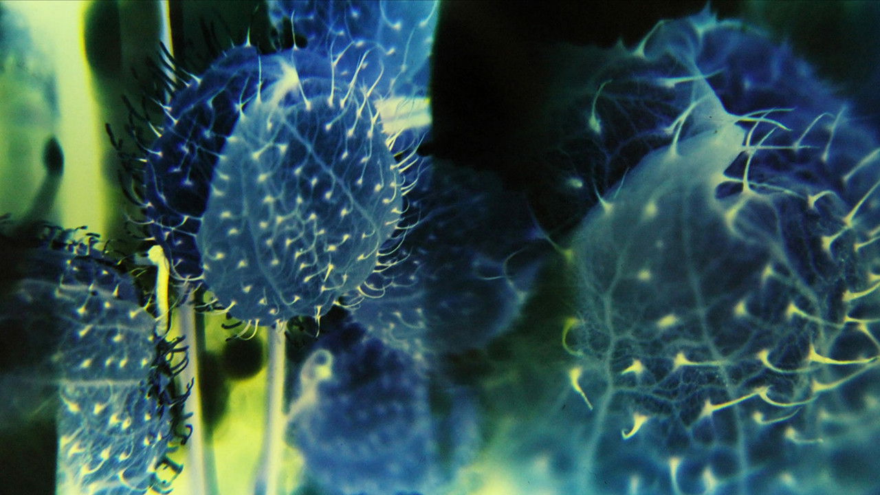 The Tears of a Mudlark backdrop