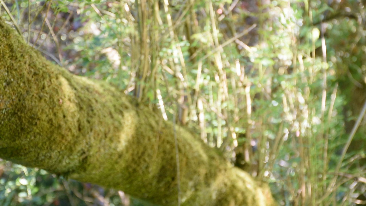 I'll See You Again backdrop