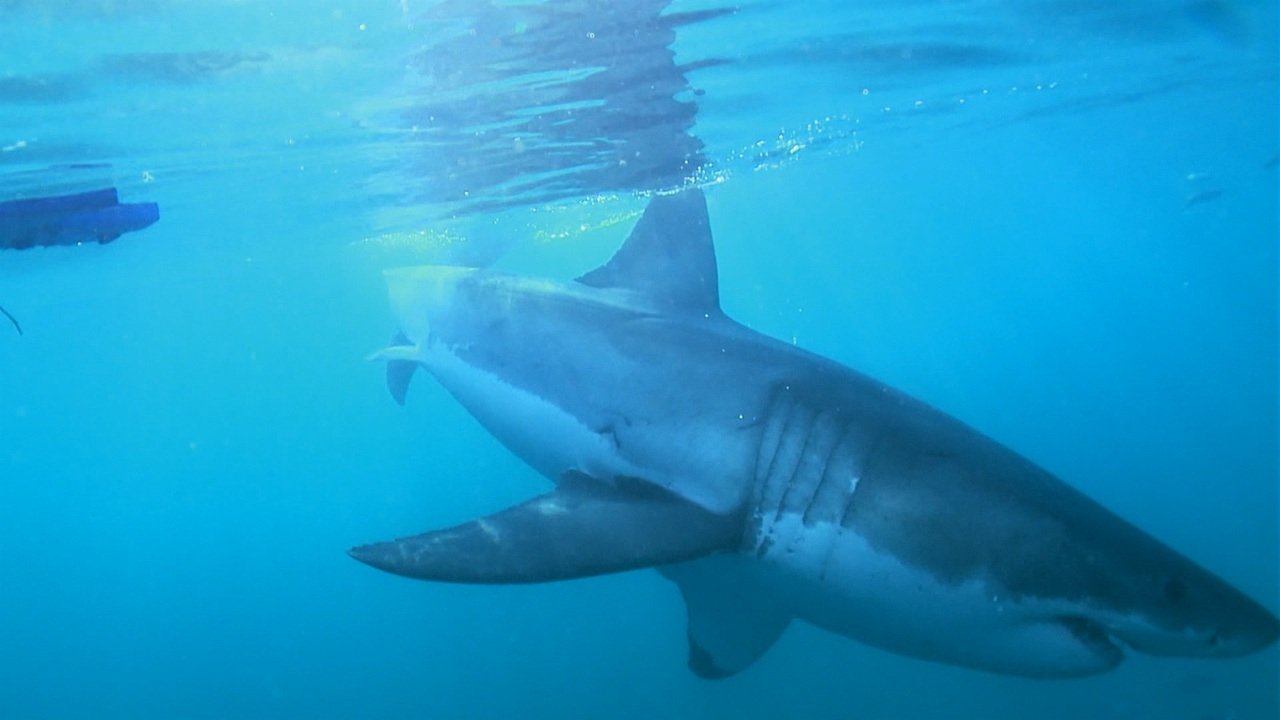 The Magic of the Big Blue. Seven Continents backdrop
