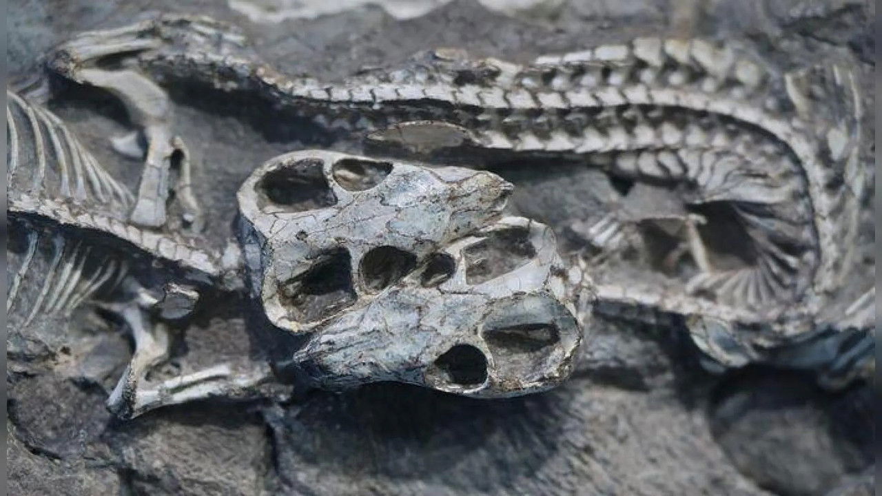 The Origins of Mammals backdrop