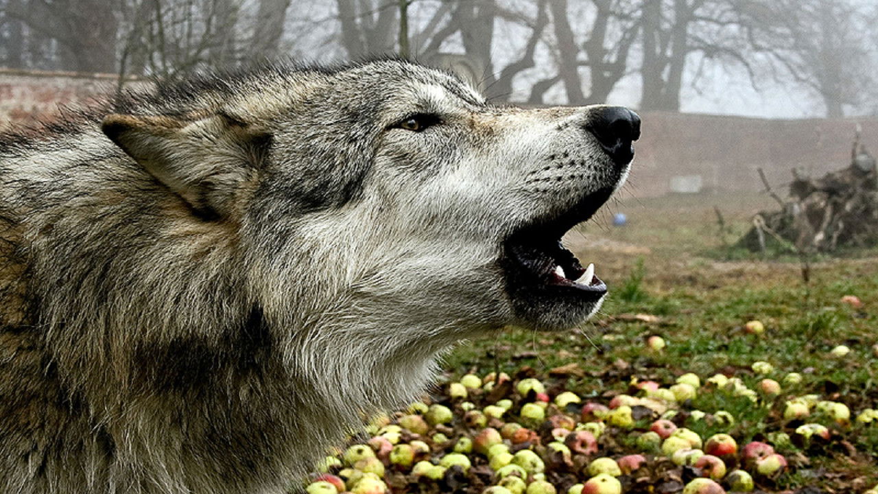 Mit Wölfen unter einer Decke backdrop