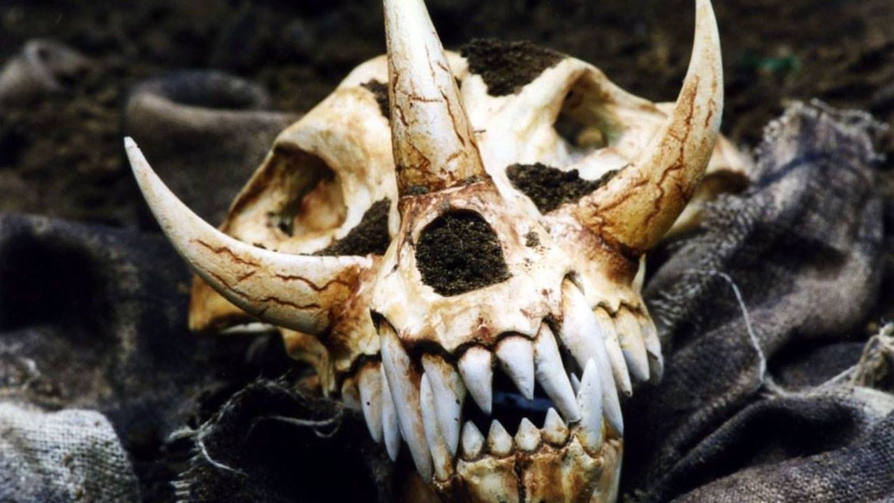 In the Woods backdrop