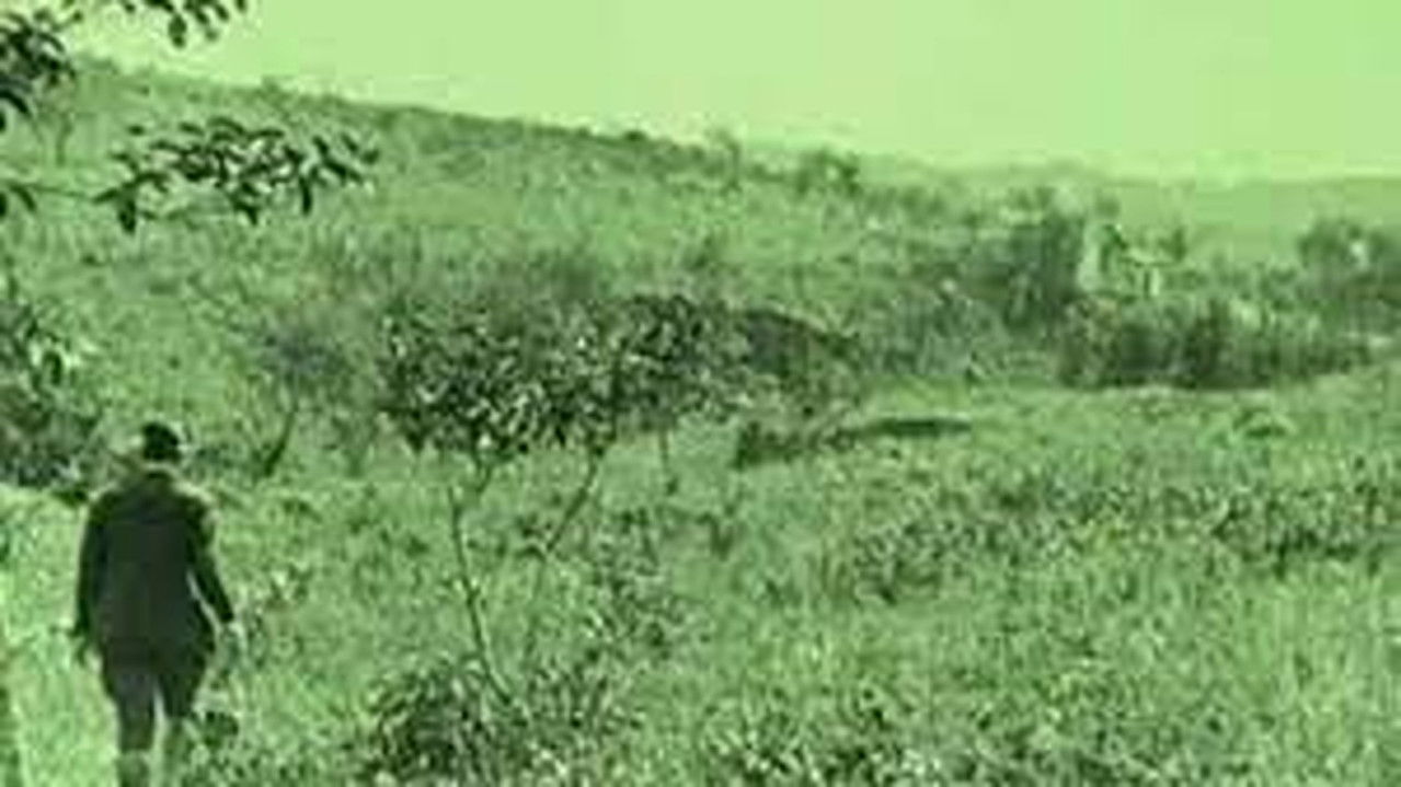 Canção da Primavera backdrop