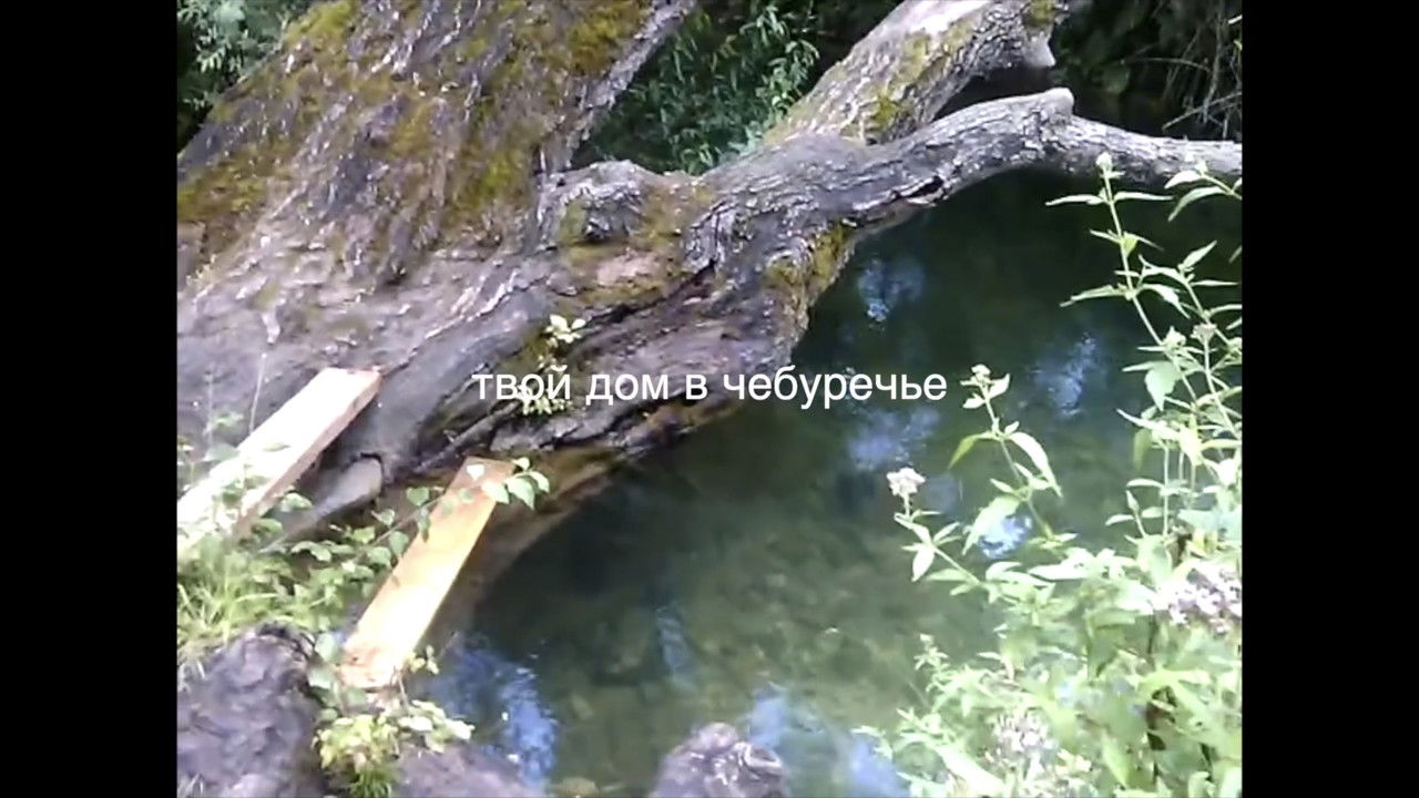 your house in the Cheburechie backdrop