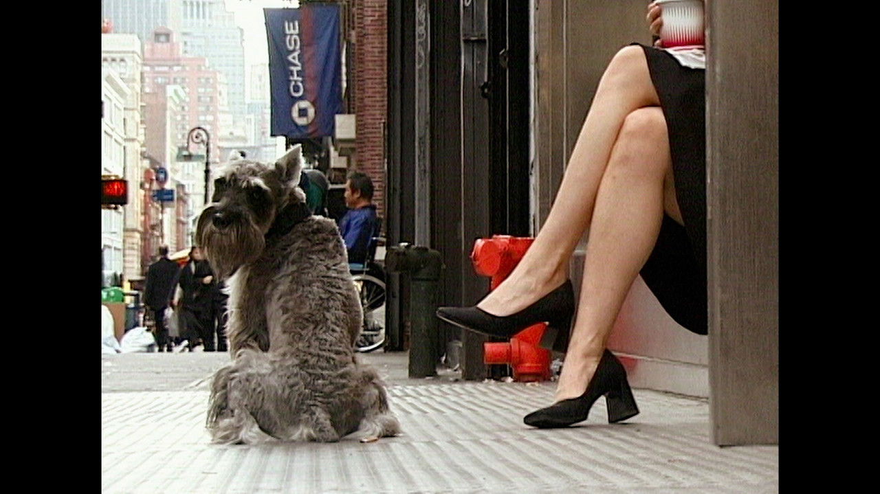 Walk Don't Walk backdrop