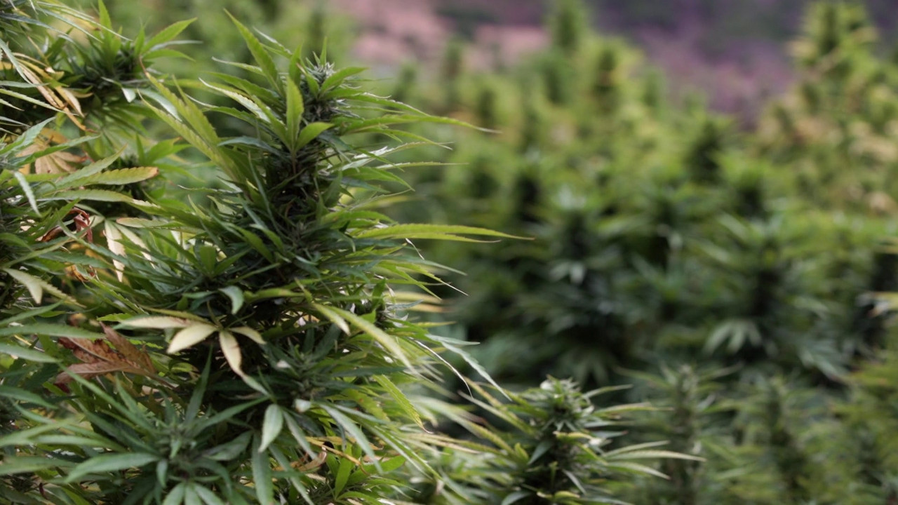 Who’s Getting Rich from Moroccan Hash? backdrop