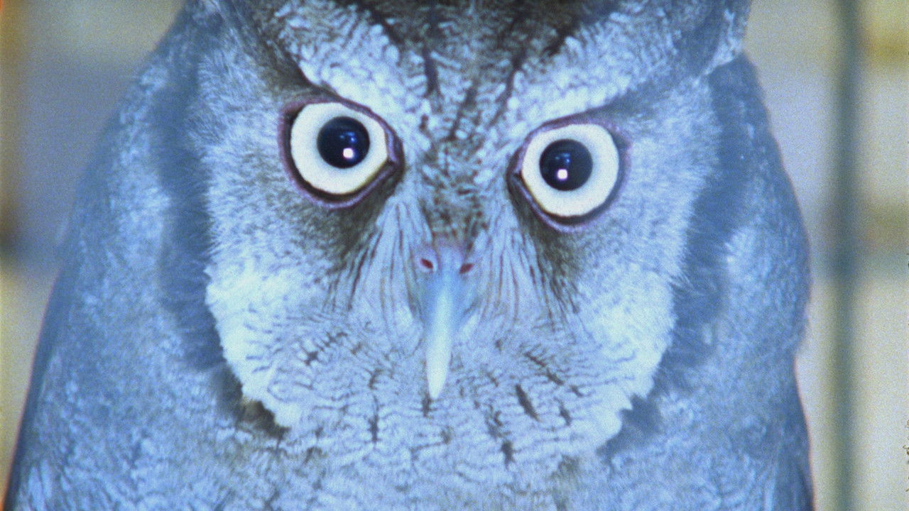 It Is Night in America backdrop