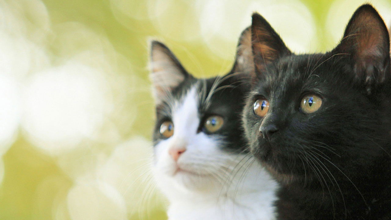 Cats Don't Come When You Call backdrop