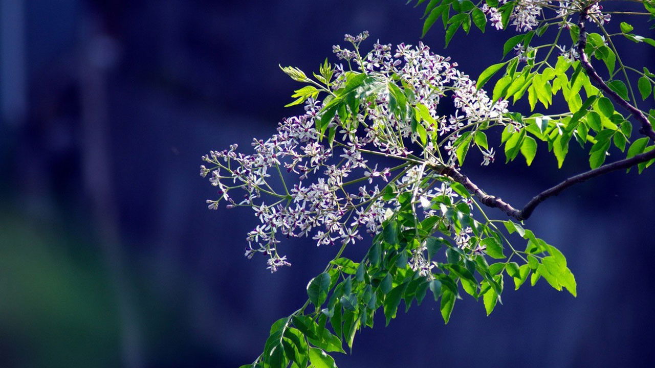 Romance of Melia Azedarach backdrop