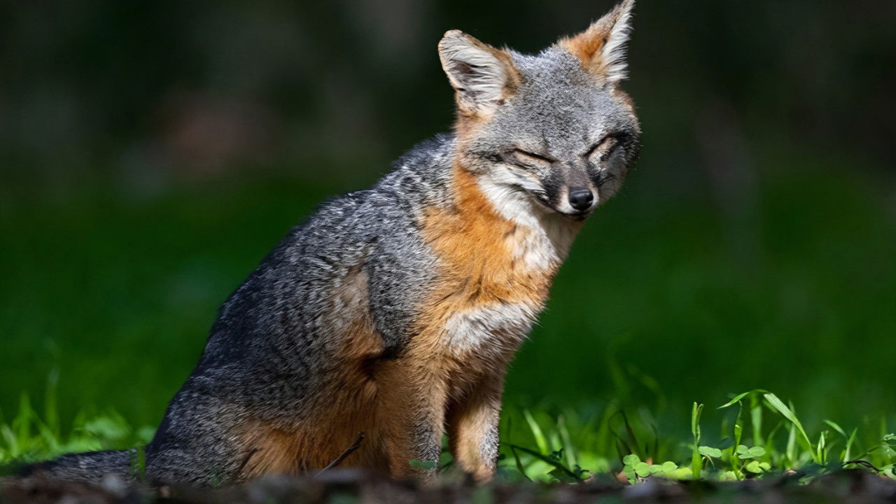 Le renard qui a sauvé son île backdrop