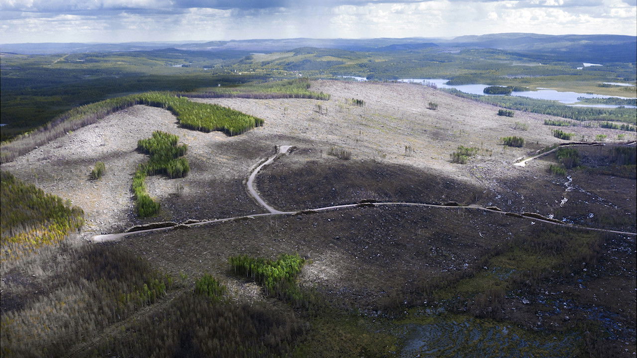 About the Forest backdrop