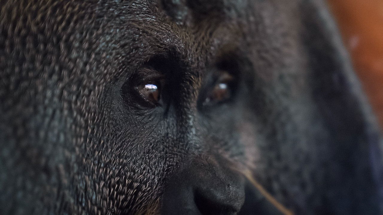 Orang. Utan. backdrop