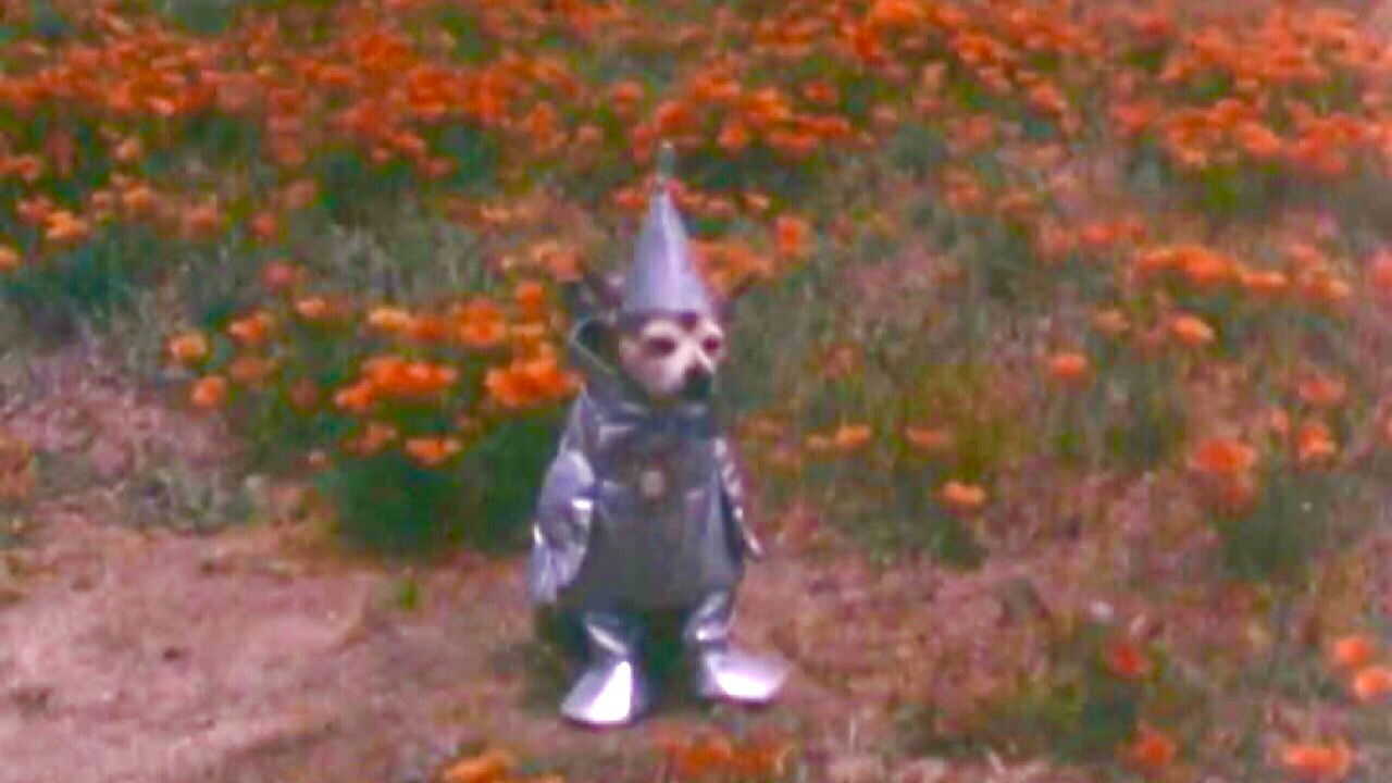The Tin Woodman's Home Movie #2: California Poppy Reserve, Antelope Valley backdrop