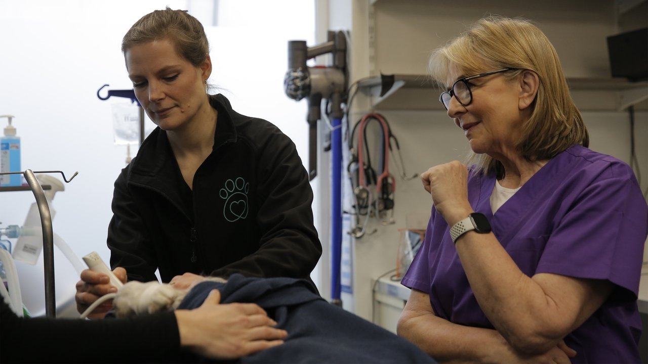 Fern Britton: Inside The Vet's backdrop