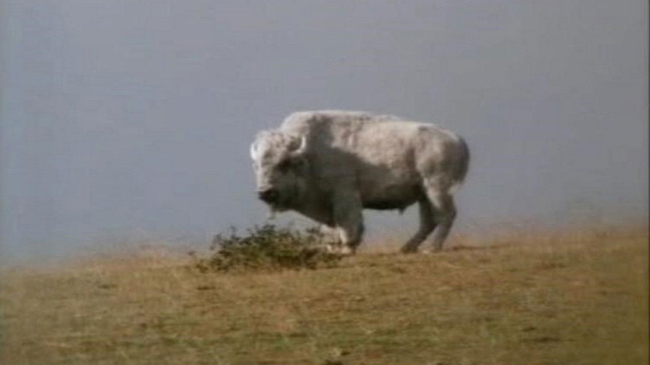 The Mystic Warrior backdrop