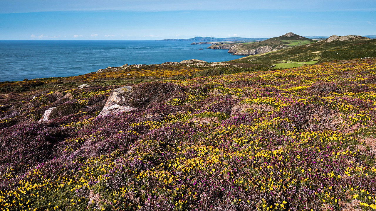 A Wild Year backdrop