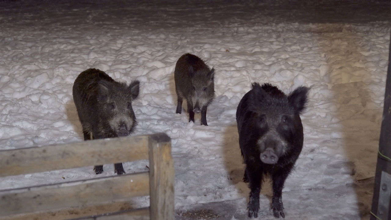 Den sista anhalten backdrop