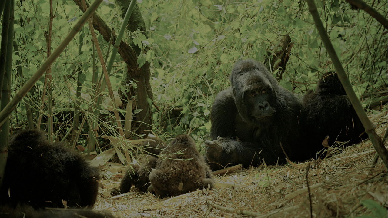 Wild Africa backdrop