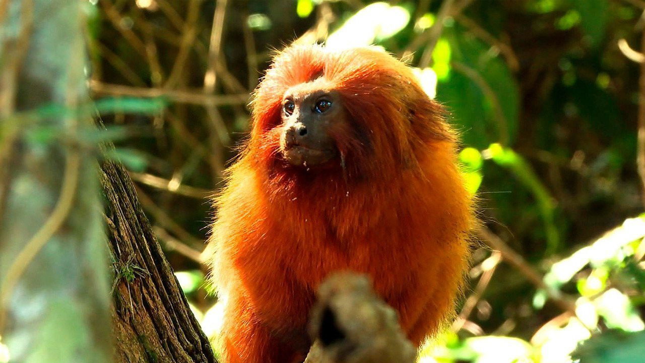 Retrospective 2020: Globoplay Edition backdrop