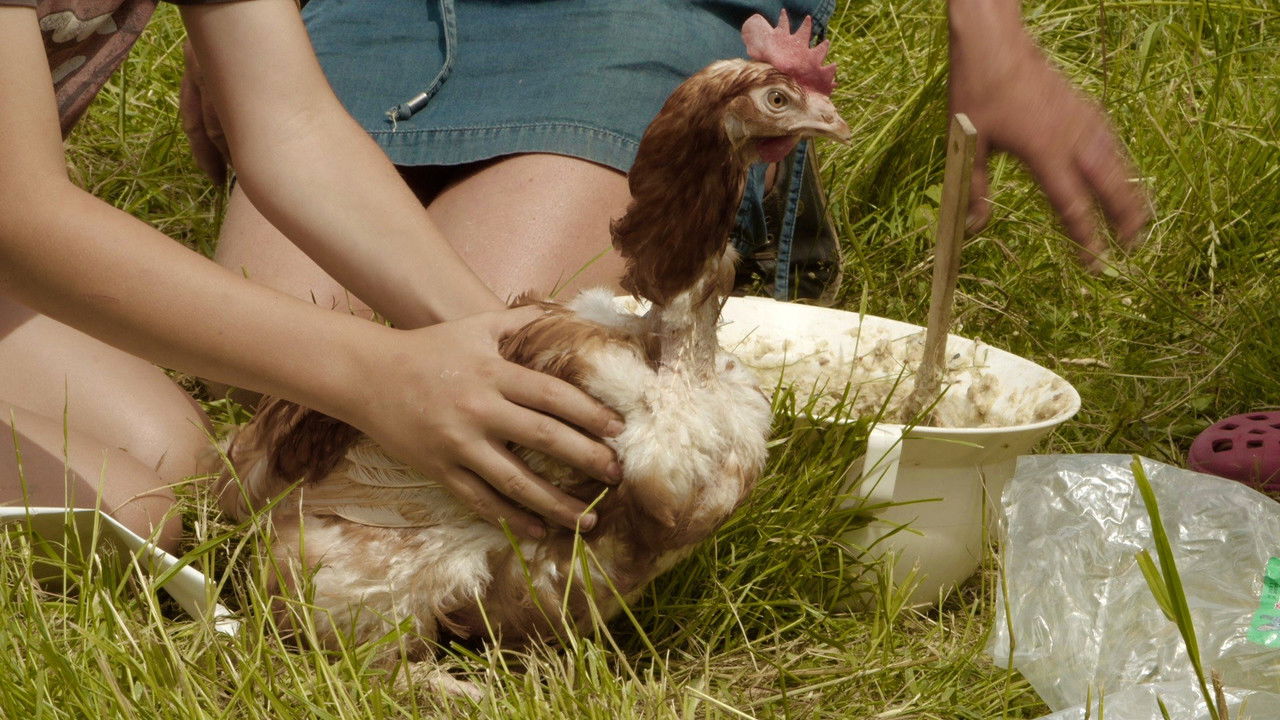 Hens, Virus and Us backdrop