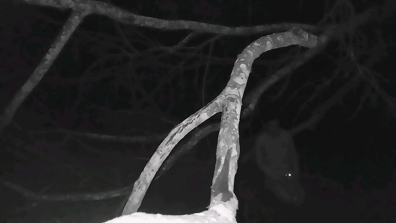 O Olho de Nietzsche backdrop