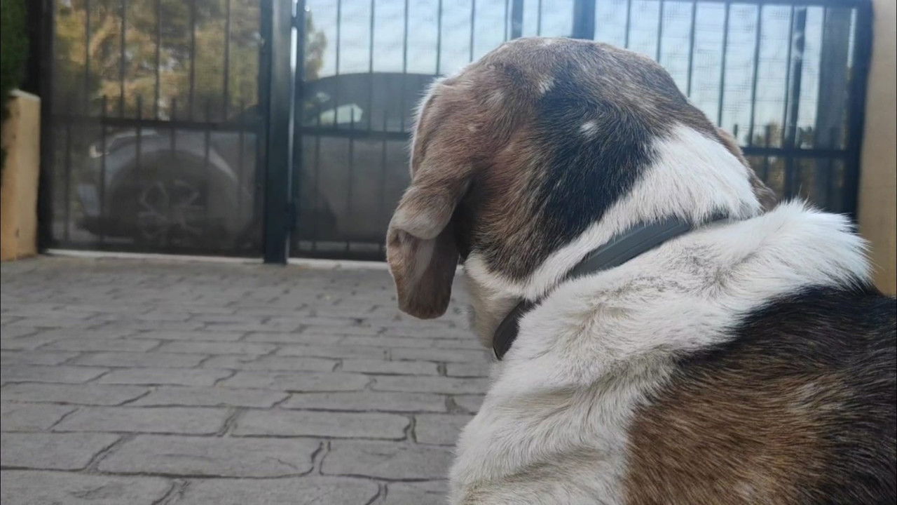 La bienvenida backdrop